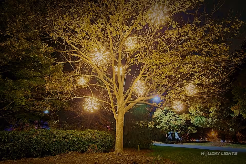 Professional trees Christmas light installation in Bridgeport, Connecticut — Holiday Tree Wrapping