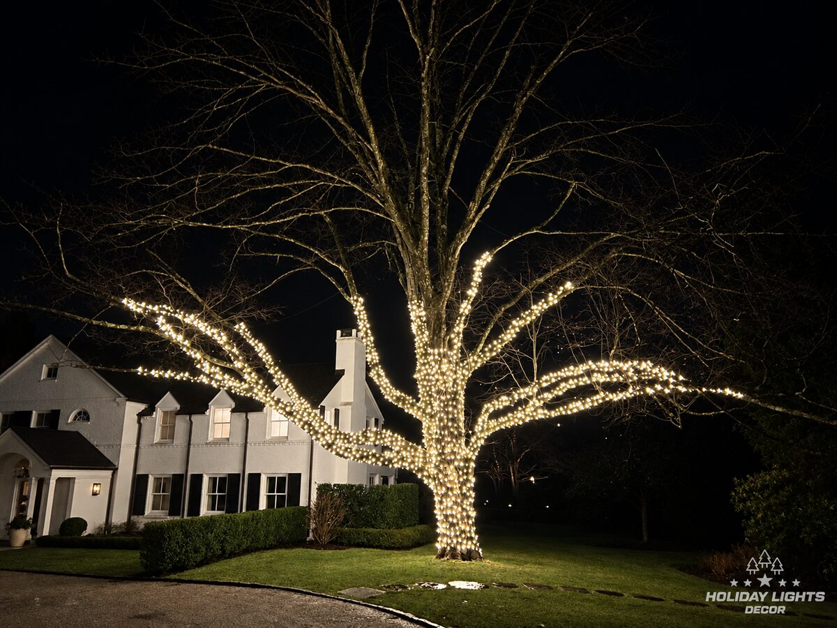 Large front-lawn tree in Greenwich, CT wrapped from trunk to main limbs in warm white mini lights, white house behind